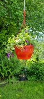 Blumentopf zum Hängen, rot, Petunien klein für den Garten