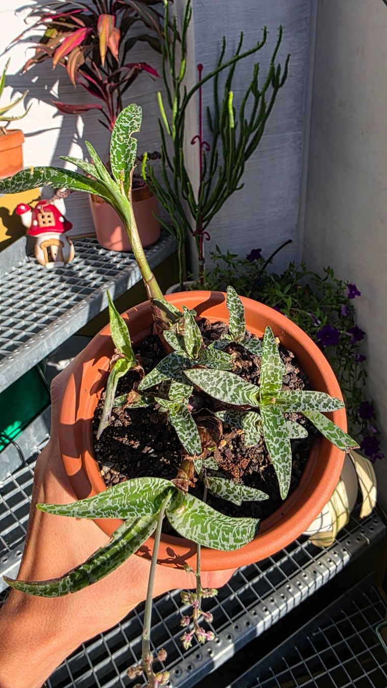 Piante & sementi: Ledebouria socialis – Nuovo (secondo la descrizione) da Zürich venduto da The_Plant_Wizard 2