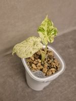 🌿 Herzige Alocasia Splash #2 🌿