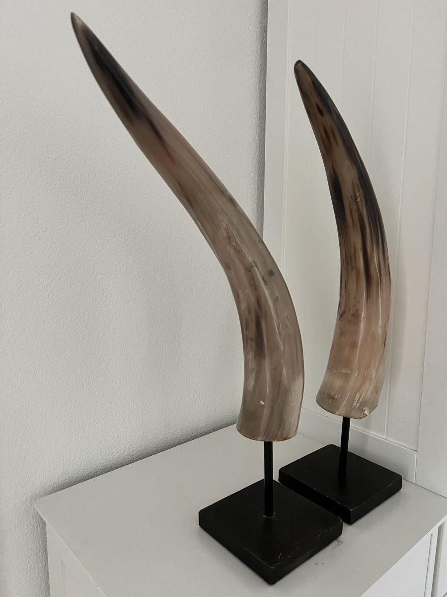 Maisons du monde Tutte le decorazioni: Mounted Horns Sculpture on Stands - Rustic Home Decor – Usato da Altendorf venduto da EncoreStyle 3