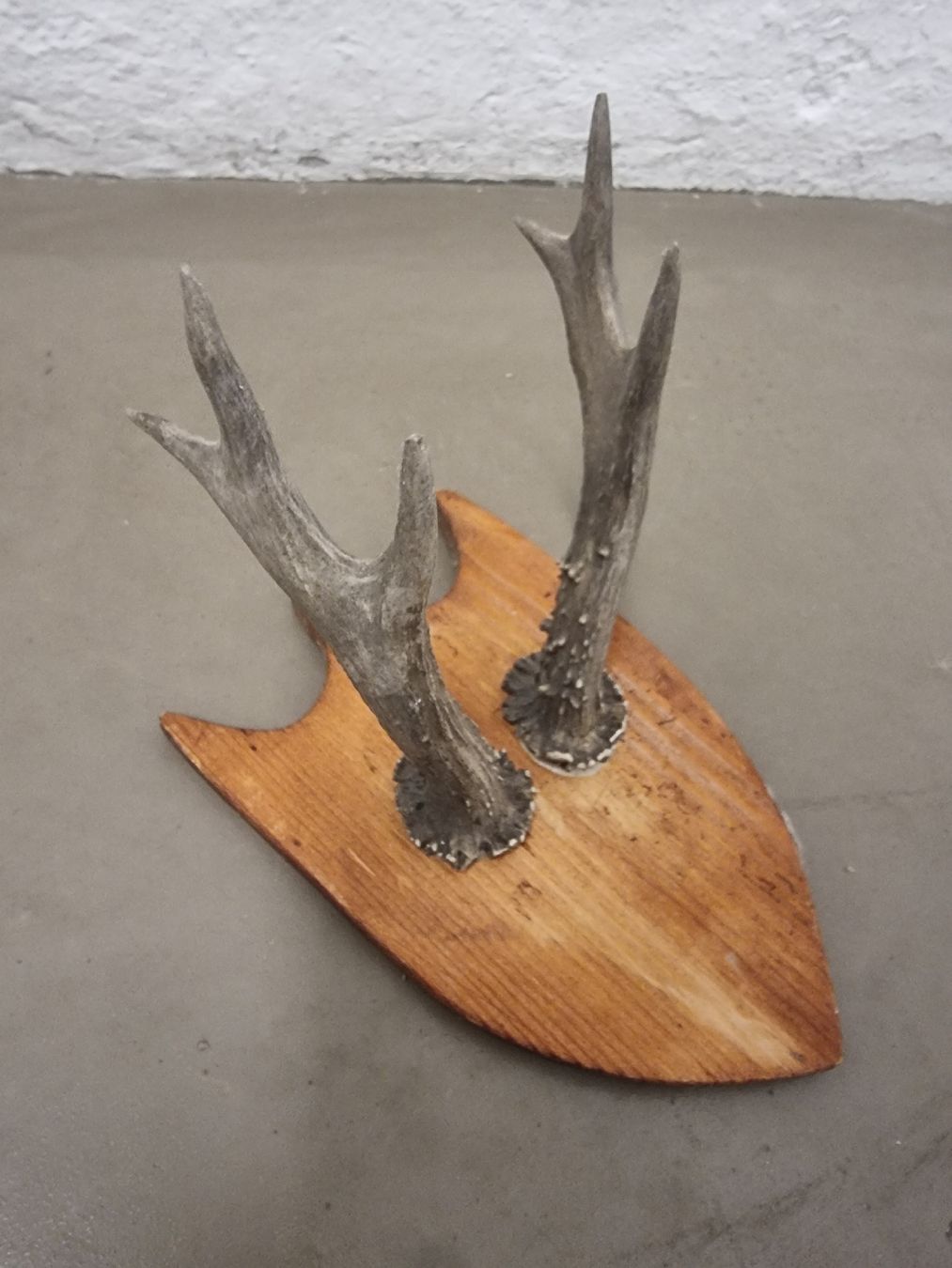 Il mondo degli animali: Rustikaler Hirschtrophäe Wandschmuck Jagd-Deko – Usato da Olten venduto da Mezopotamya 1