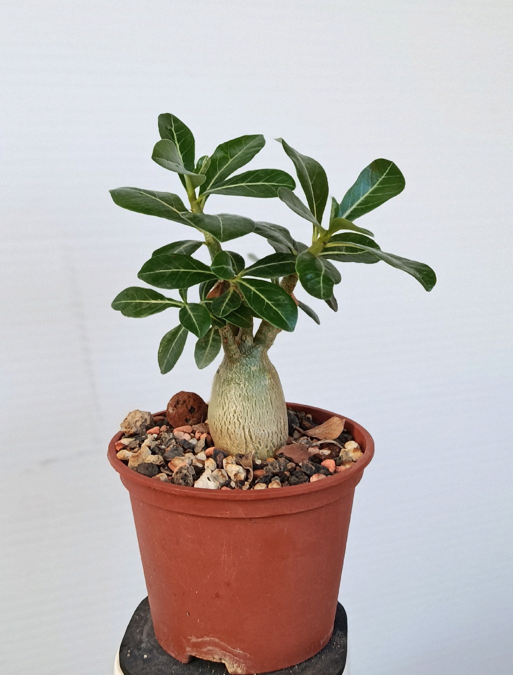 Piante & sementi: Adenium obesum  – Usato da Comano venduto da che_8lc2