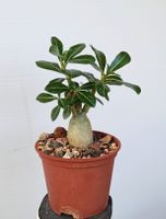Adenium obesum 