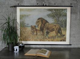 Schulwandbild, Rollbild "Löwen"