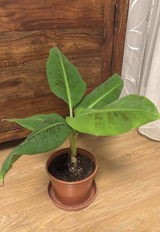 Piante & sementi: Schöne Bananenpflanze  – Usato da Oberdiessbach venduto da ahoj1