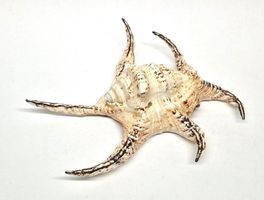 Muschel / Spider Conch Schnecke 20 - 24 cm *Ausverkauf*