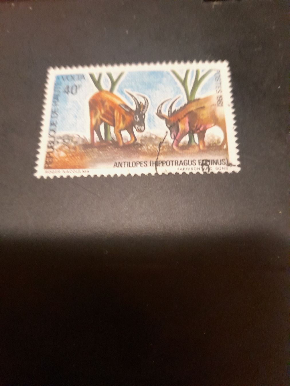 Tutti i francobolli: Timbre rare: Antilopes Hippotragus Equinus, Costa, 1981 – Usato da Marly venduto da globetrotter1723