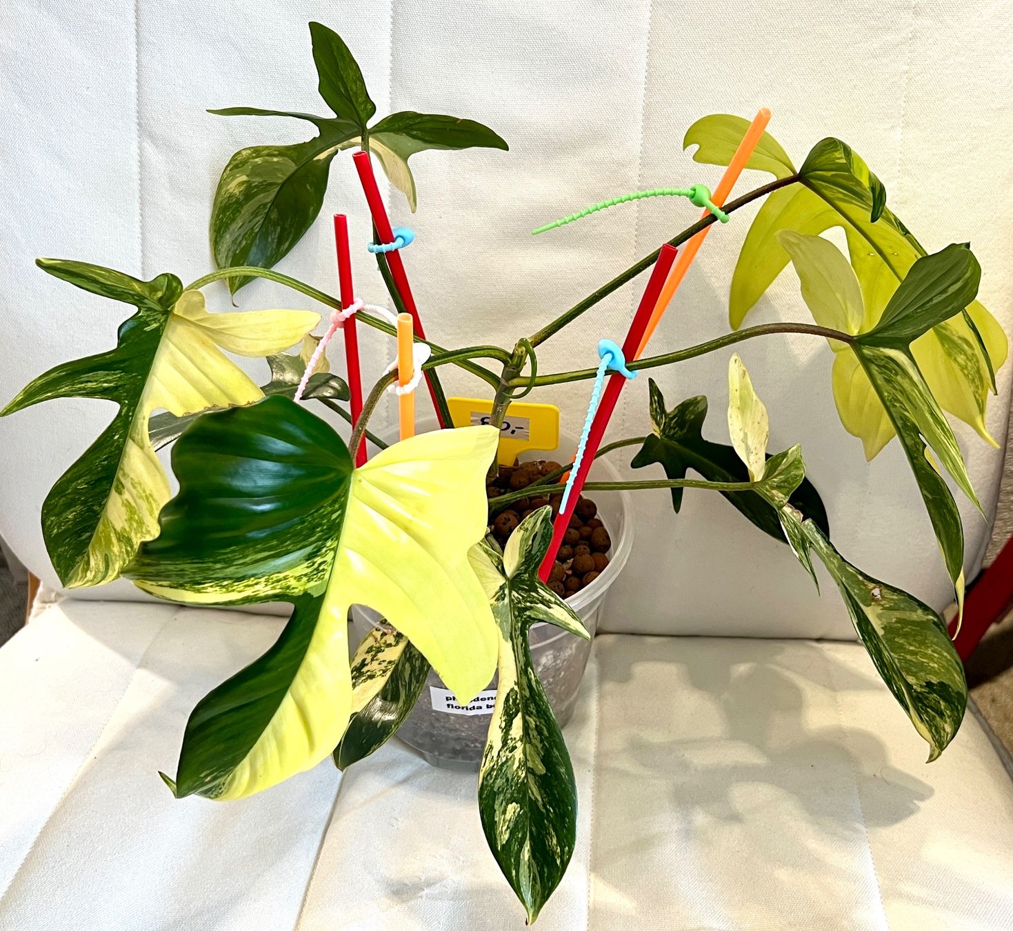 Pflanzen & Samen: Florida Beauty variegated – Gebraucht aus Zofingen von Erfolg1957
