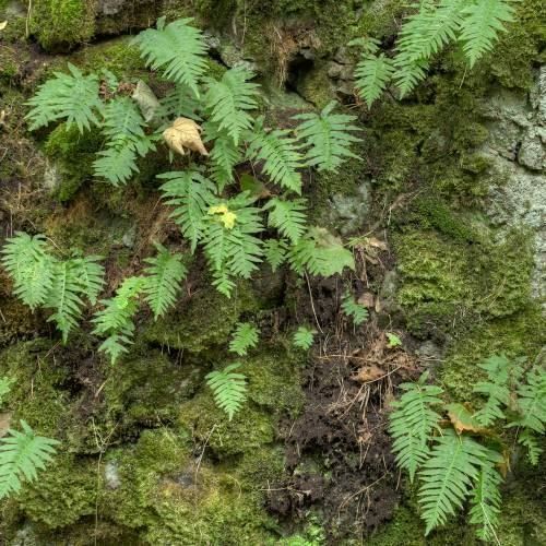 Piante & sementi: Polypode commun (fougère goût réglisse)  2 PLANTS – Nuovo (secondo la descrizione) da Bremblens venduto da FIBONACCI369 2