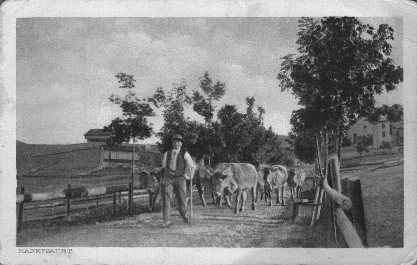 Cartoline postali: Alte Postkarte "Marktfahrt" mit Kühen und Bauer – Usato da Luzern venduto da Kartenansicht