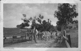 Alte Postkarte "Marktfahrt" mit Kühen und Bauer