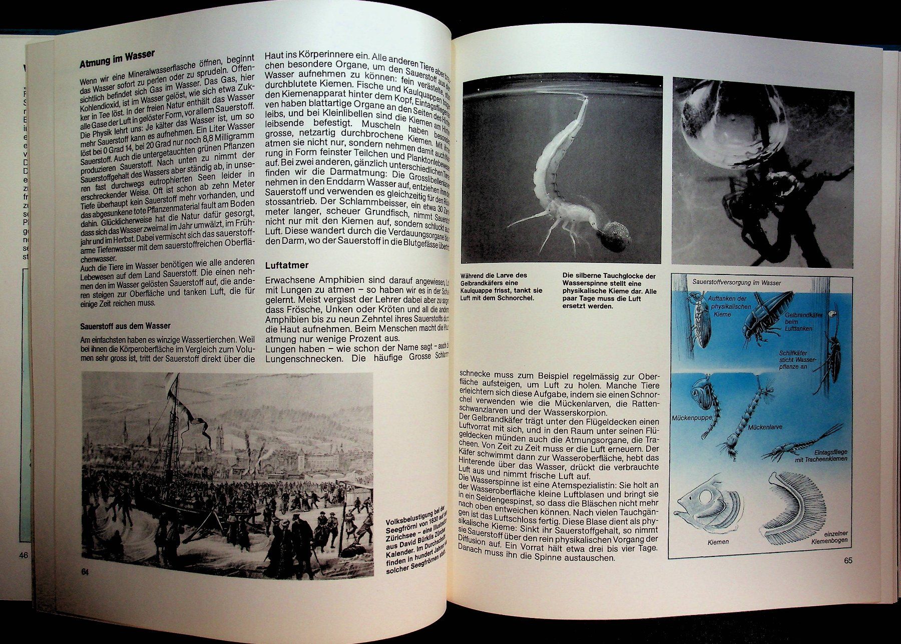 Bücher: Das  Silva Familienbuch Wasser EA 1985 – Gebraucht aus Reitnau von Zaomir 6