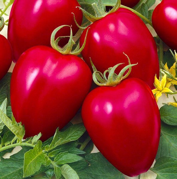 Piante & sementi: TOMATE Himbeertomate Retro  / 10 Samen – Nuovo (secondo la descrizione) da Hinteregg venduto da ERFOLG78
