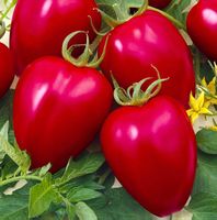 TOMATE Himbeertomate Retro  / 10 Samen