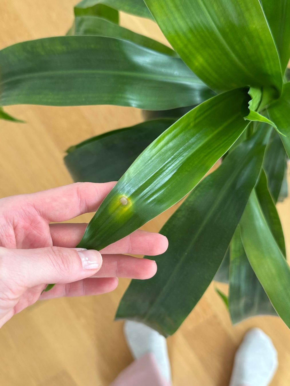 Pflanzen & Samen: Drachenbaum Dracaena Fragrance – Gebraucht aus Goldau von b4mxshk 3