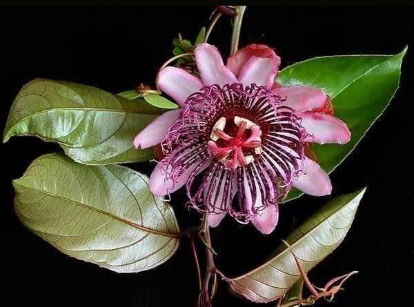 Piante & sementi: Passiflora AMBIGUA Rustique -5 !  5g – Nuovo (secondo la descrizione) da Bremblens venduto da FIBONACCI369 1