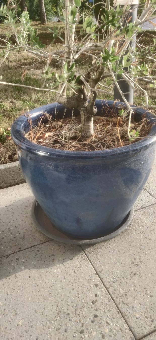 Plantes & graines: Lot de 2 oliviers avec pots – D'occasion à ETOY par pvi_n82v 2