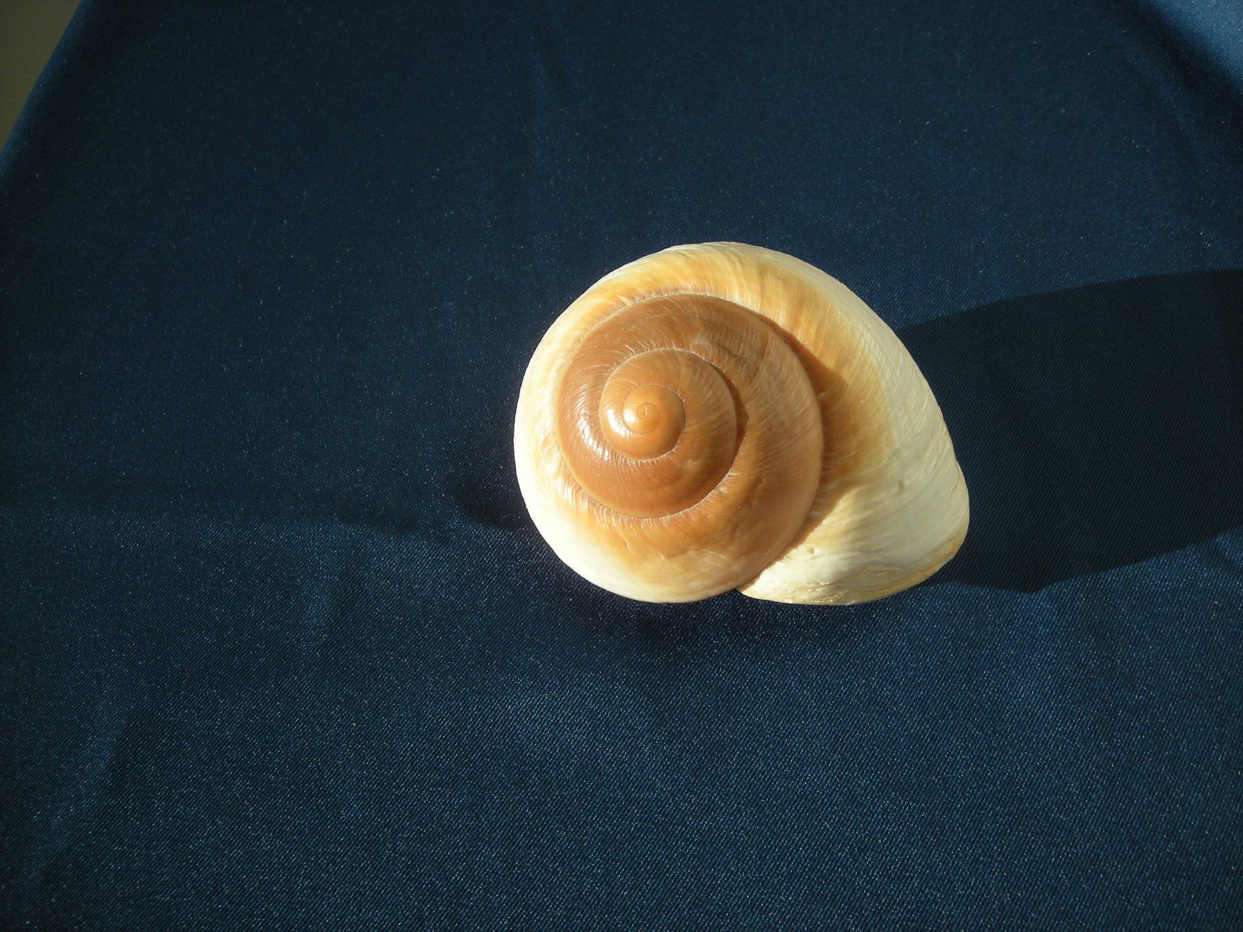 Fossilien: Grosse runde Muschel etwa 8.5 cm – Gebraucht aus Spreitenbach von Sniper8952 3