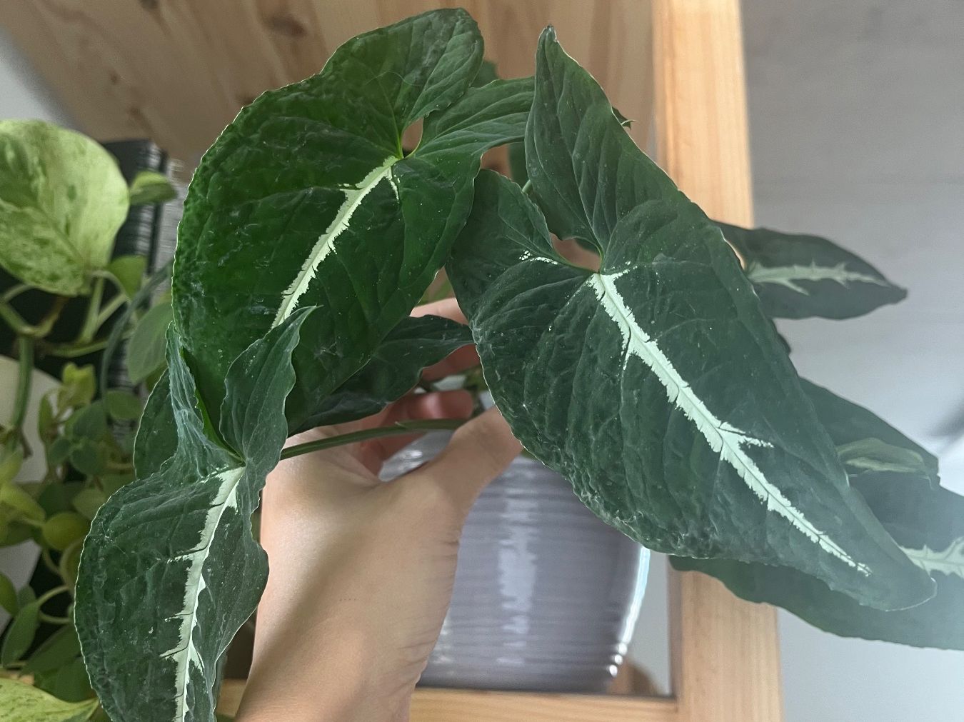 Piante & sementi: Syngonium Wenlandii – Usato da Zürich venduto da SummerUmbrage