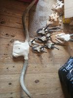 Geweihe Sammlung Konvolut Jagdtrophäen und Muschelschalen