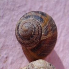 Profile image of Vascodagama