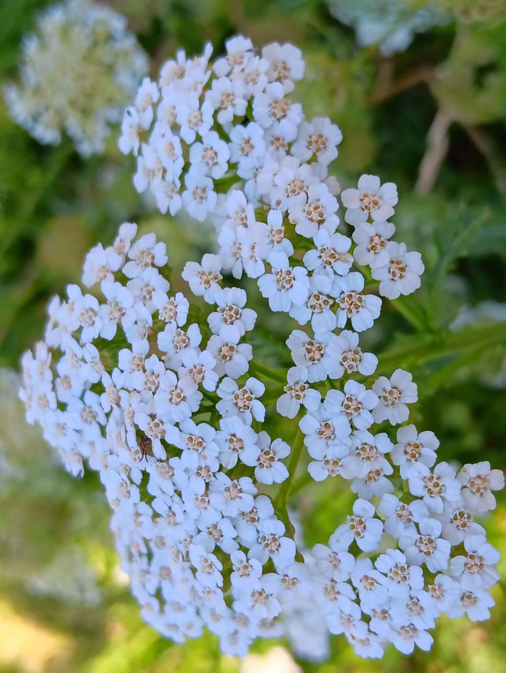 Pflanzen & Samen: Achillea millefolium fiore bianco – Gebraucht aus Carena von gra_yz7p