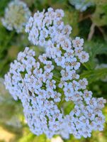 Achillea millefolium fiore bianco
