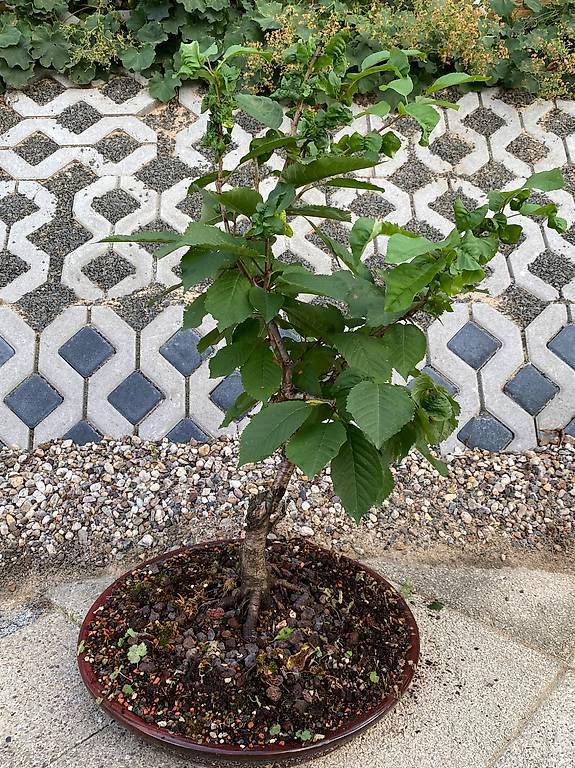 Piante & sementi: Bonsai Kirsche im flachen Unterteller – Usato da Allenwinden venduto da guetzli20 3