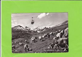 Flims-Sesselbahn, weidende Kühe