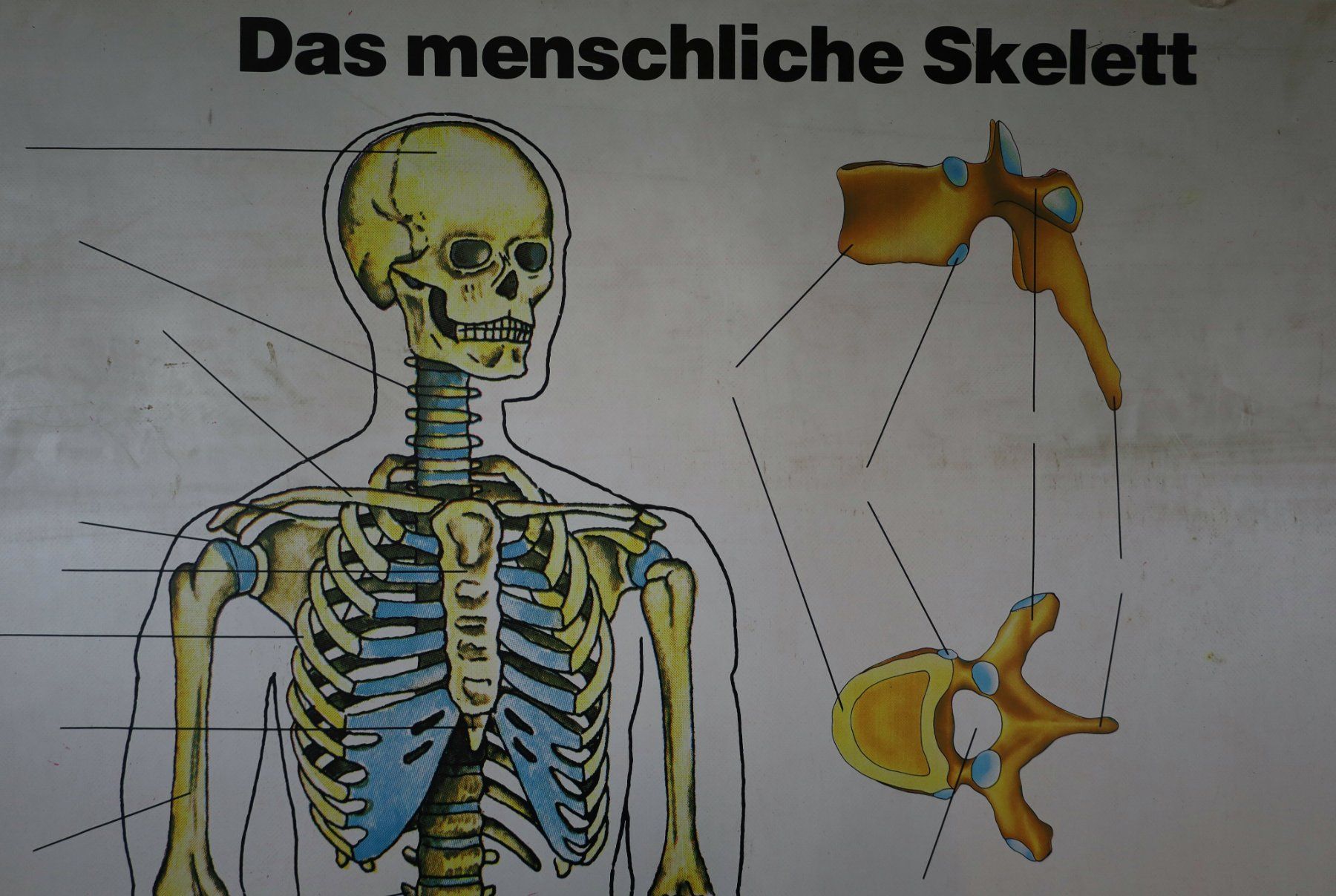 Foto & Immagini: Schulwandbild "Skelett" – Usato da Birrwil venduto da brandschatz_birrwil 2