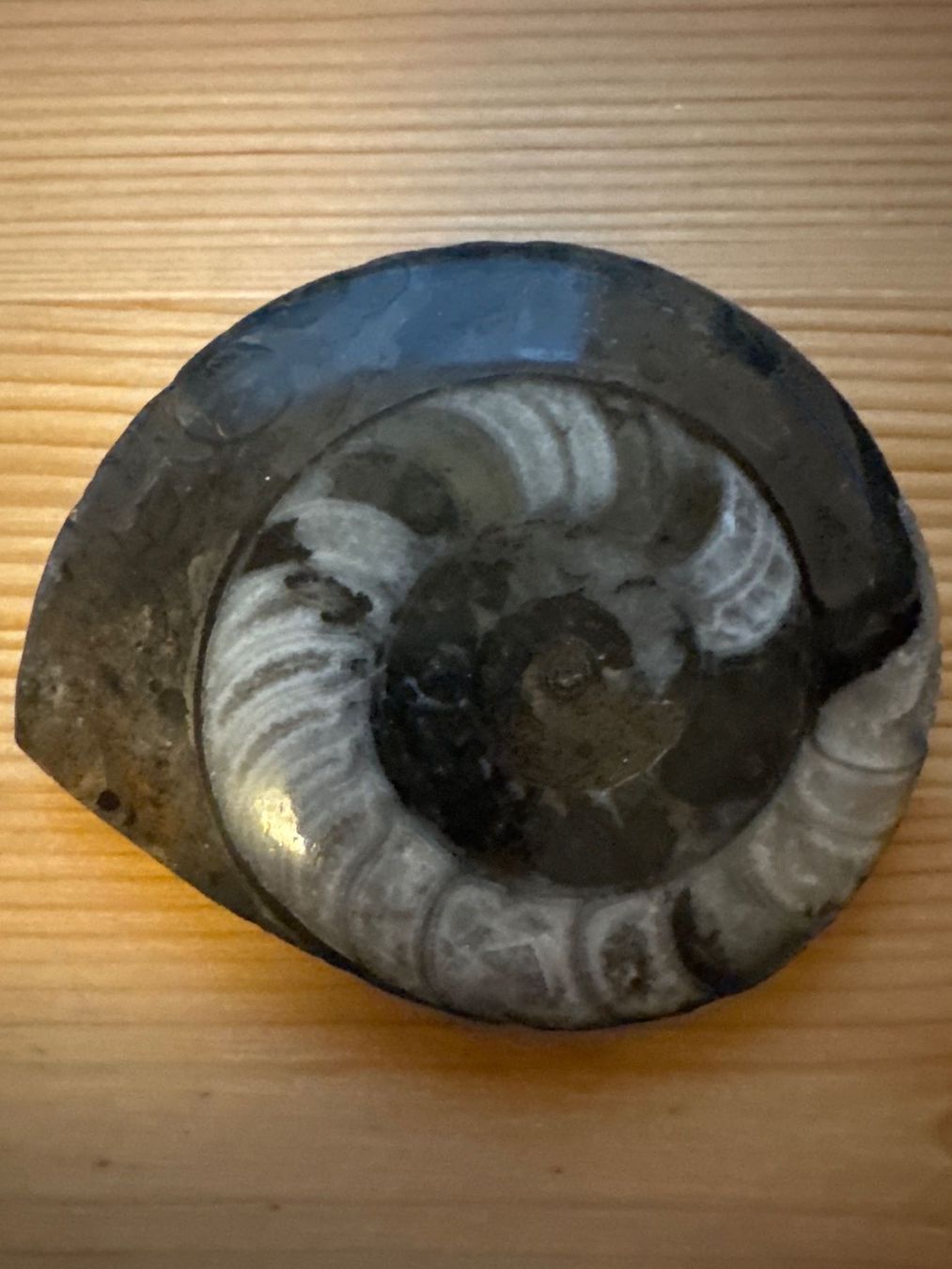 Fossilien: Ammonit und Orthoceras-Fossil – Neu (gemäss Beschreibung) aus Zürich von Tarafo5 1