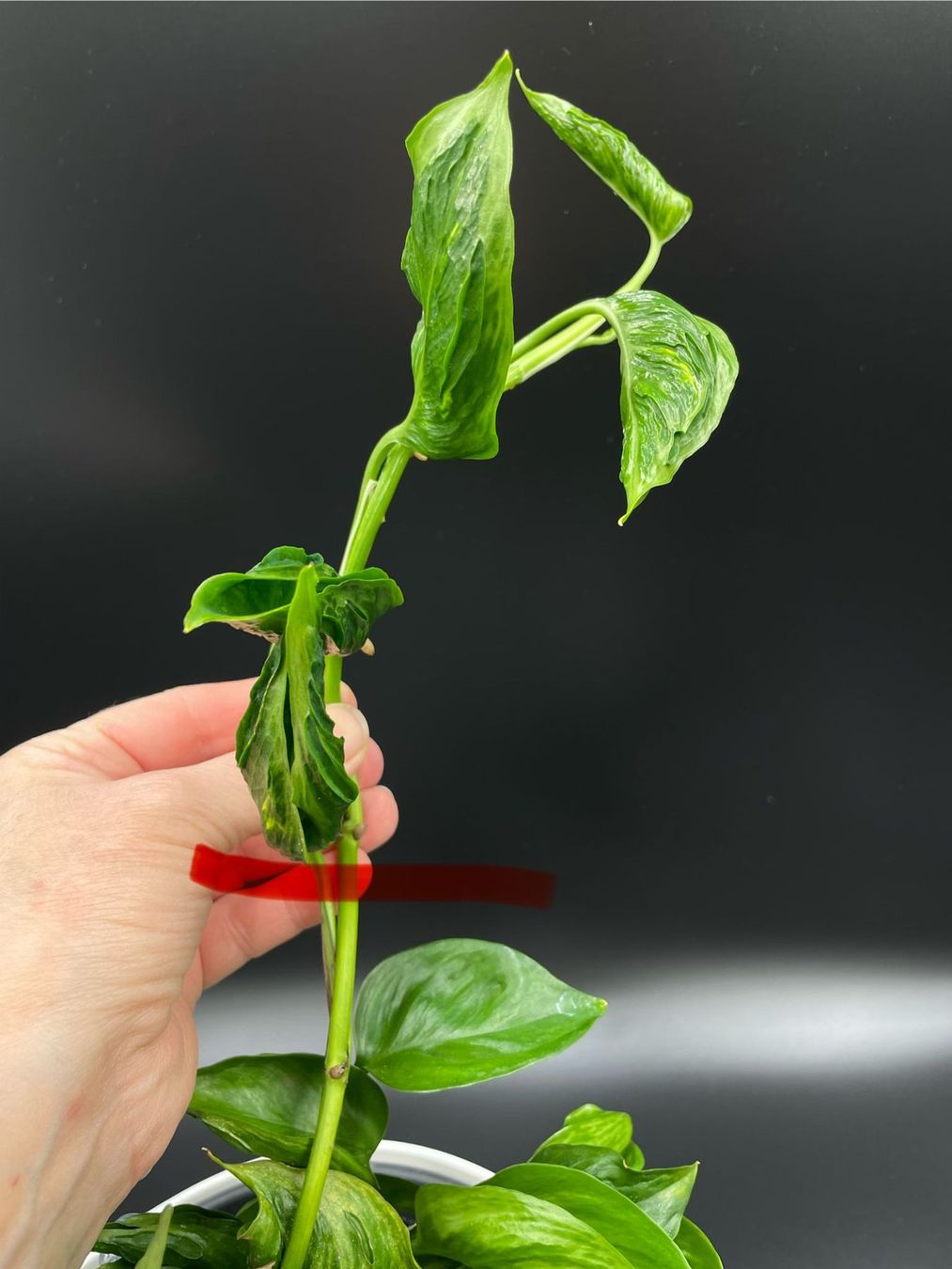 Piante & sementi: Epipremnum aureum 'Teruno Shangri-La' – Nuovo (secondo la descrizione) da Bühler venduto da googelibear 1