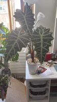 Alocasia Amazonica Rhizome