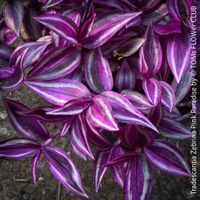 Tradescantia Zebrina Pink Paradise - was für 1Schönheit