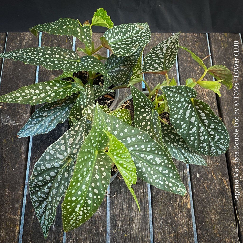 Piante & sementi: Begonia Maculata Double Dot - ein wunderschönes Sammlerstück – Nuovo e nell'imballaggio originale da Adliswil venduto da astom369 7