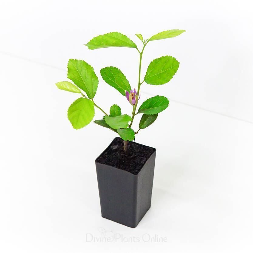 Piante & sementi: Grewie occidentale - Raisin de Karoo – Nuovo (secondo la descrizione) da Bremblens venduto da FIBONACCI369 6
