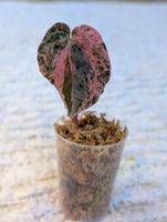 Anthurium "Hot Barbie" Pink Variegata