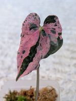 Anthurium Hot Barbie Pink Variegata Steckling