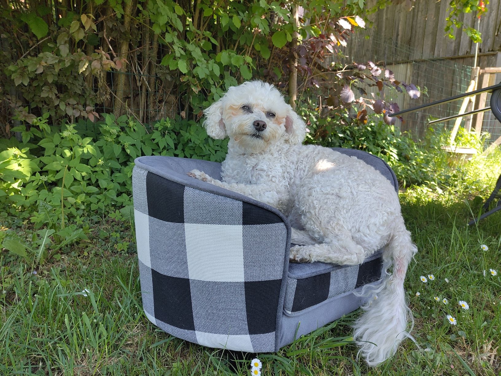 Niches, paniers: Hunde-Sofa – D'occasion à Gächliwil par tan_pxx9 2