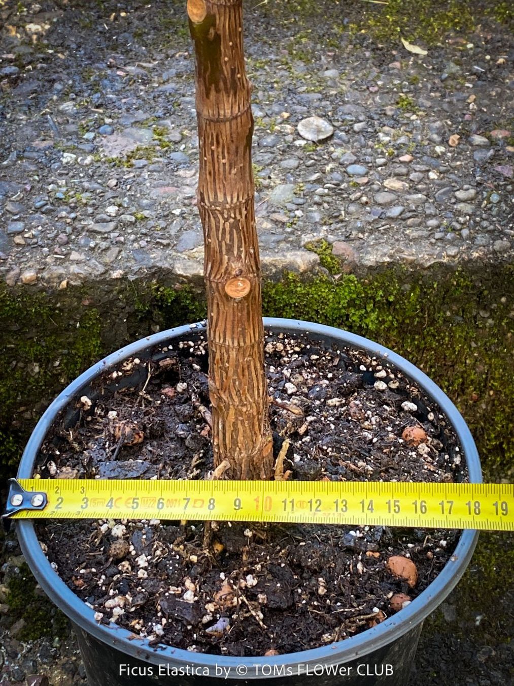 Piante & sementi: Ficus Elastica - rund 70cm Gummi-Bäumchen – Nuovo e nell'imballaggio originale da Adliswil venduto da TAKEYOURPLANT 4