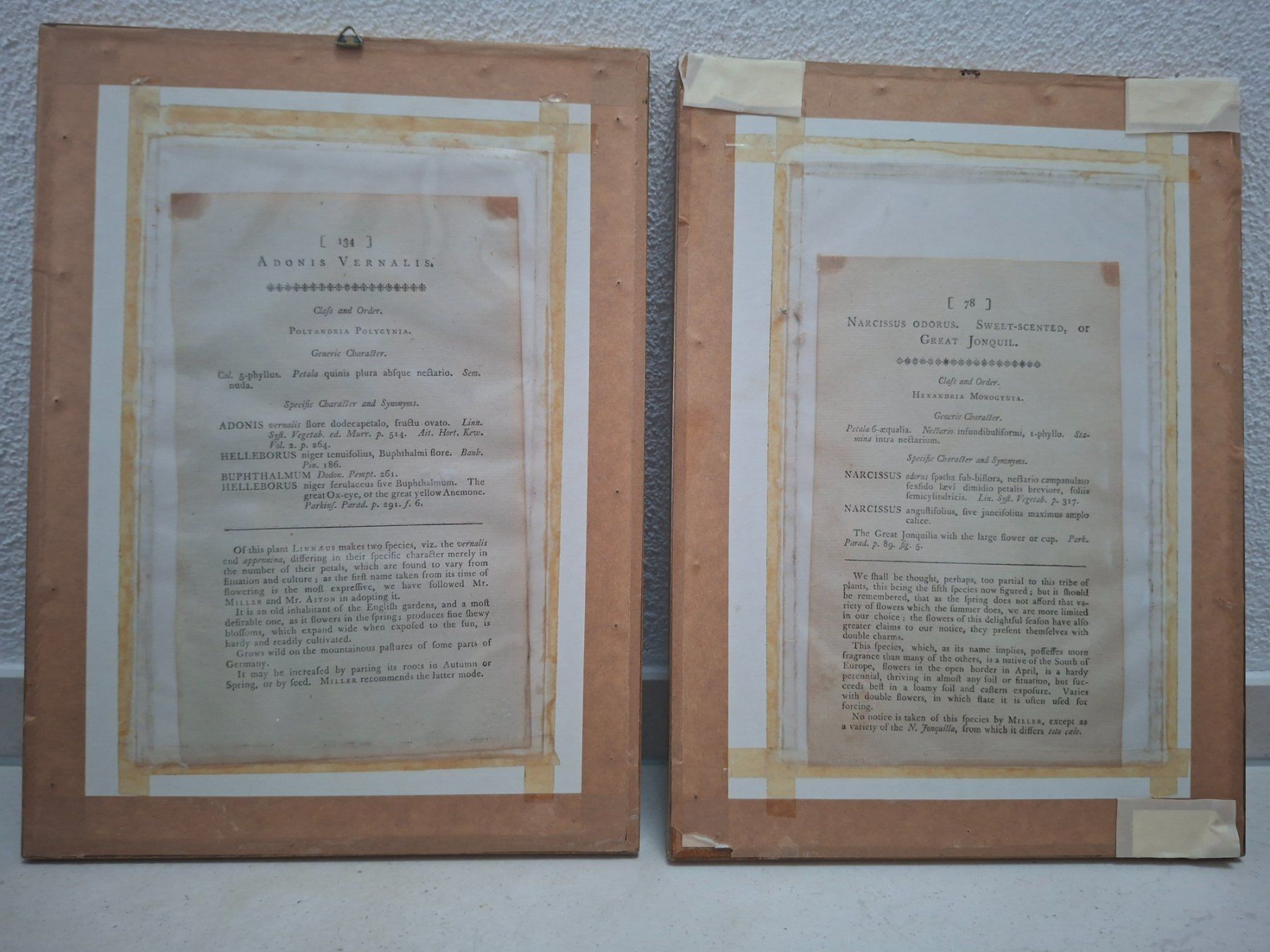 Incisioni: 2 Antike botanische Stiche - 1789, 1790 – Usato da Baldegg venduto da collect.hub 5