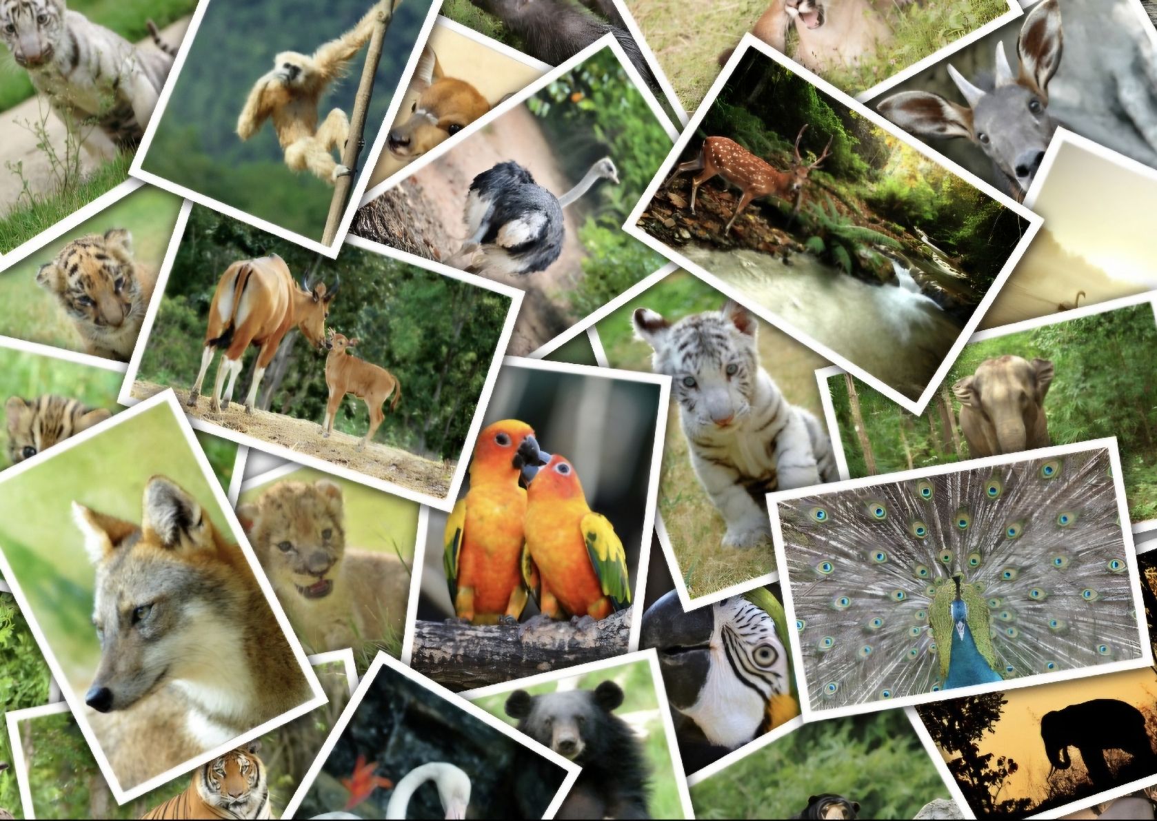 Puzzles: Schönes Tier Puzzle mit 500 Teilen – Neu (gemäss Beschreibung) aus Bütschwil von Taranabo