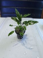 Aquarienpflanze Cryptocoryne sp. im Topf gebraucht guter Zus