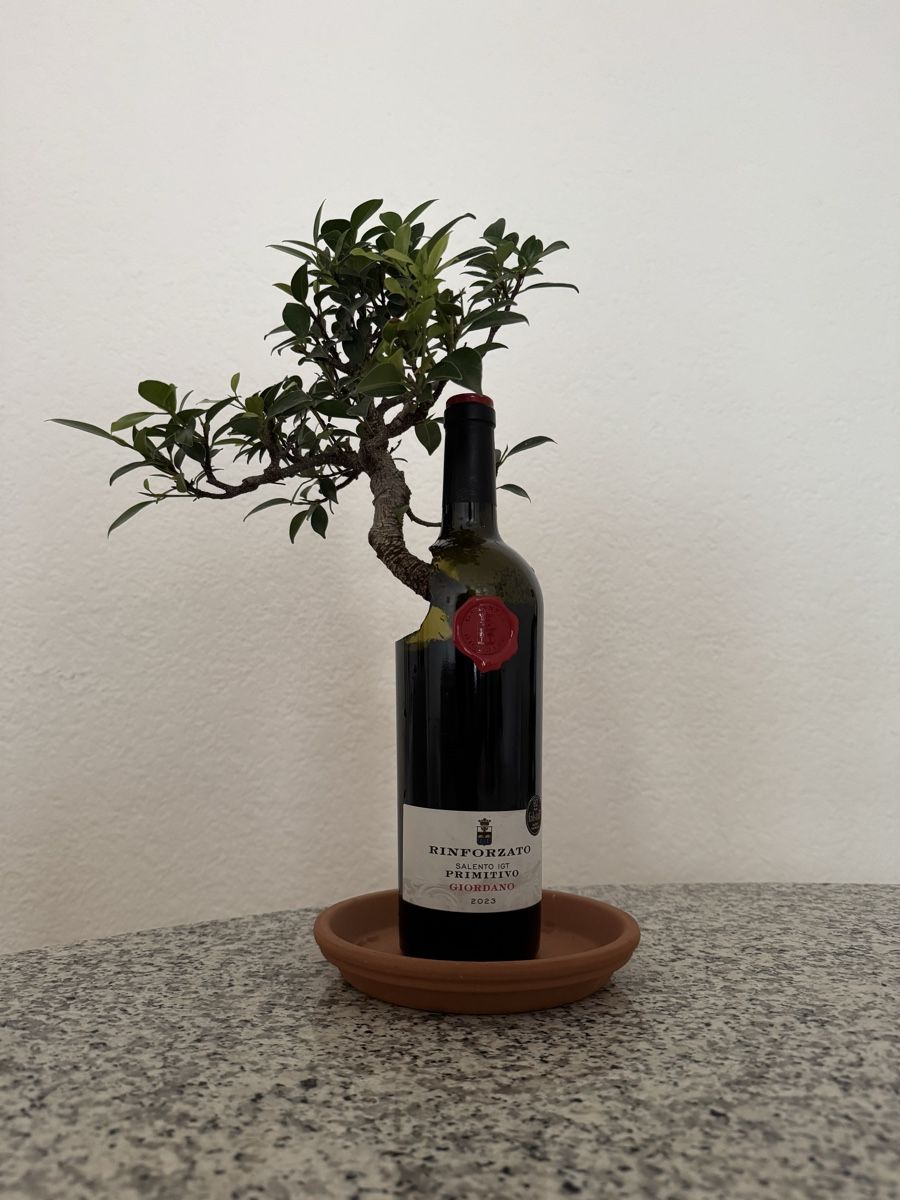 Piante & sementi: Ficus Bonsai in Weinflasche mit Untersetzer – Usato da Rümlang venduto da Gruseh.ch 1