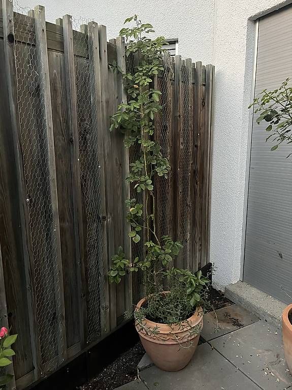 Plantes & graines: Kletterrose Eden Rose – D'occasion à Chur par imperoimperiale 1