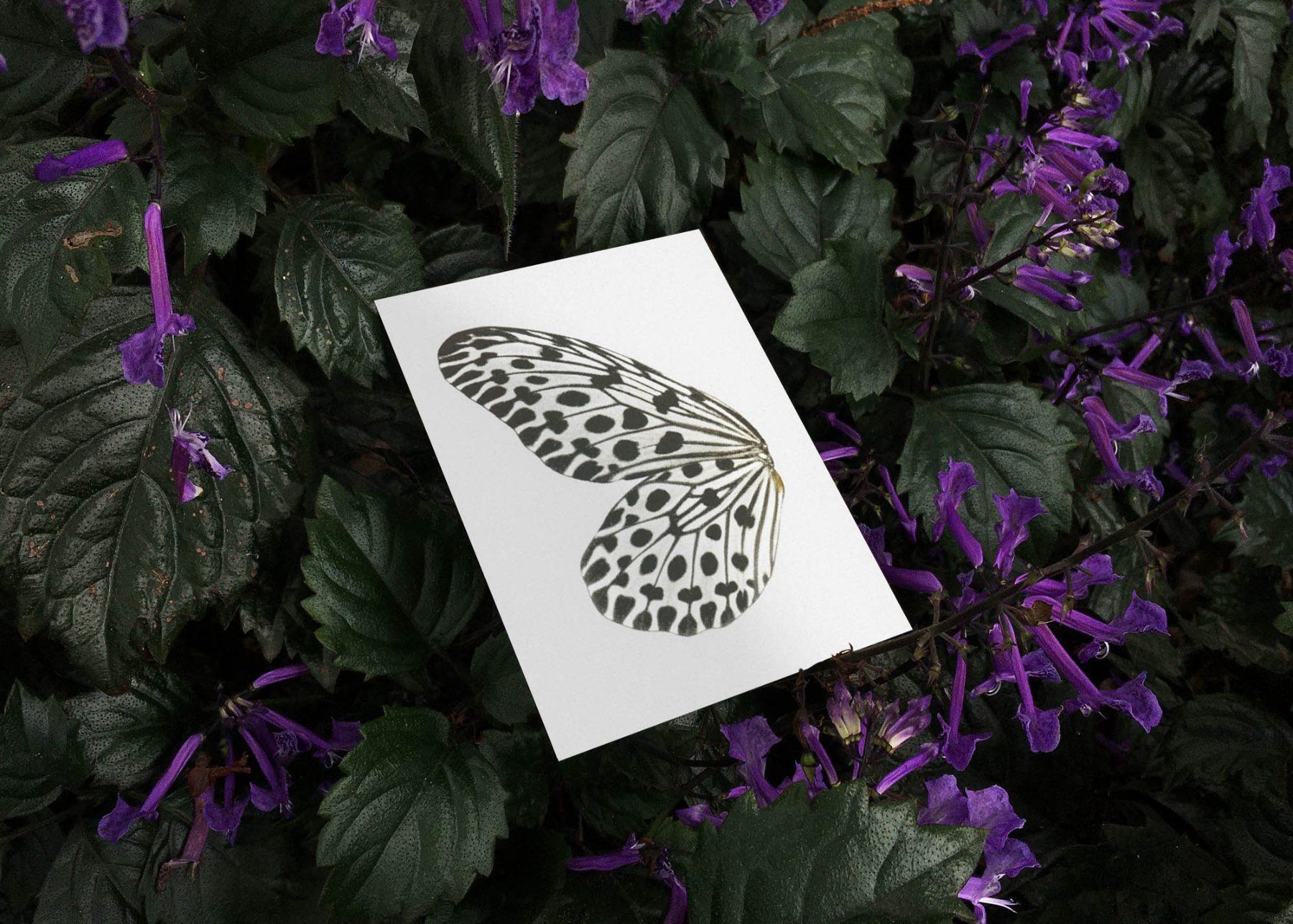 Cartoline: N° 13 Sun Fluttering – Nuovo e nell'imballaggio originale da Zürich venduto da BienvenueStudios 2