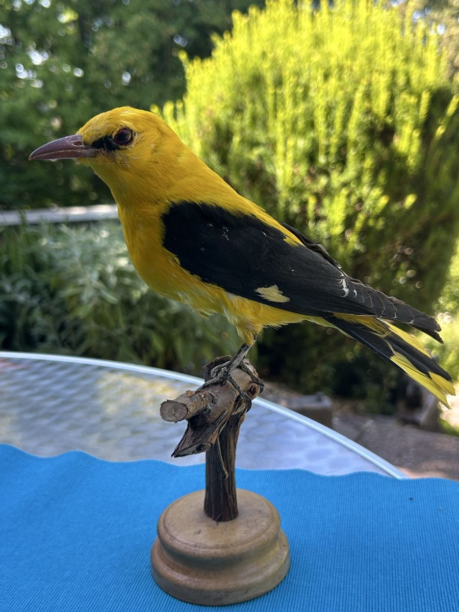 Monde des animaux: Vogel Präparat namens Pirol – D'occasion à Langnau am Albis par Nechi 4