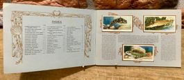 1938 Antikes THE SEA SHORE Sammelbilder Album England