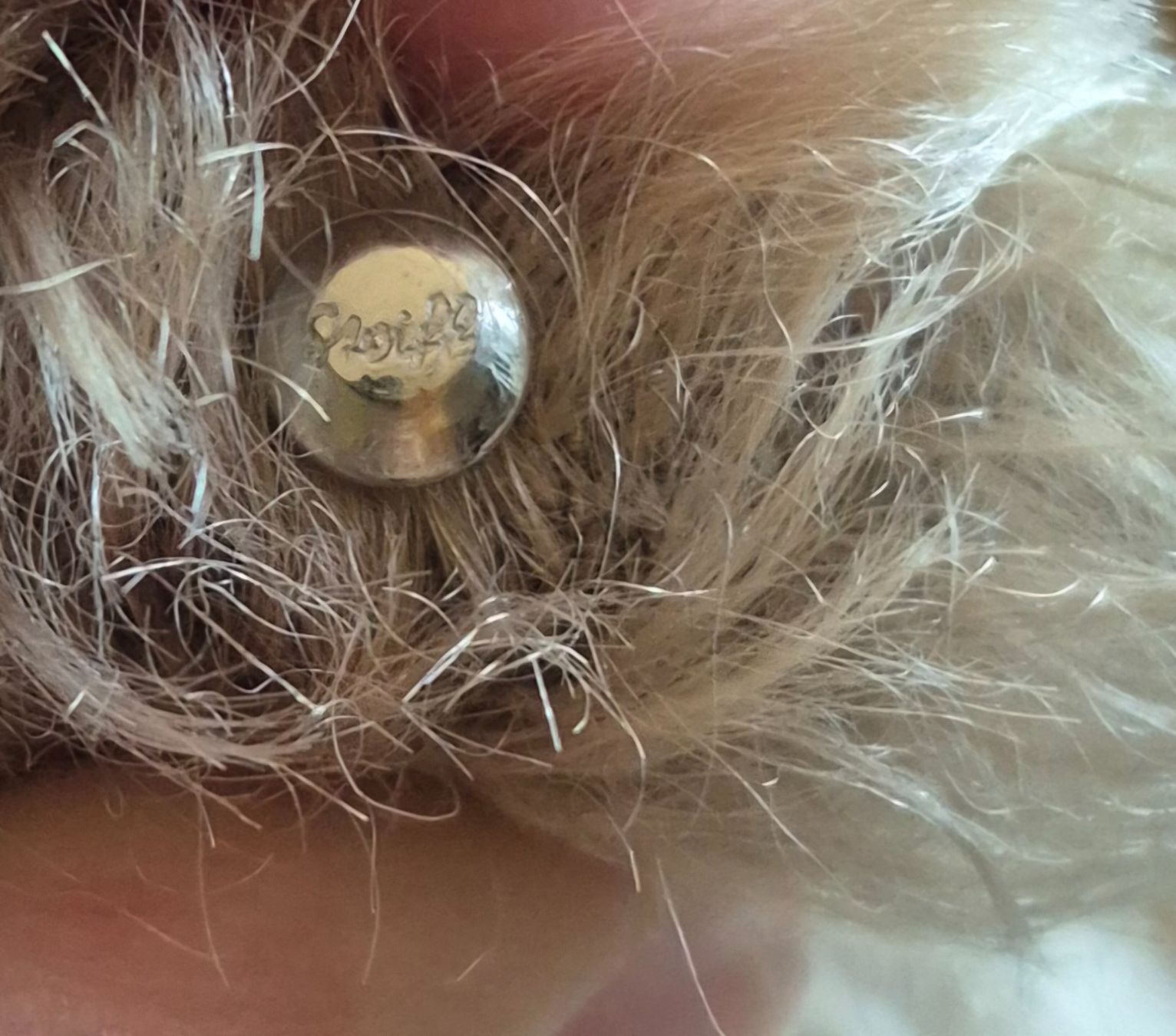 Steiff Spielzeuge: Steiff Teddybär – Gebraucht aus Bern von san_kcw5 1