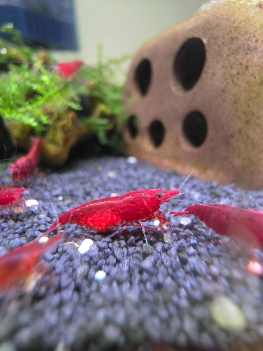 Tutte le decorazioni: Red Fire & Red Cherry Caridina – Usato da Klingnau venduto da Canep87 4